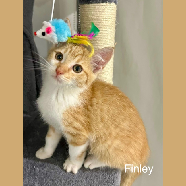 Photo of Finley