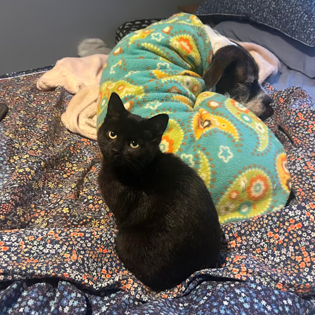 Photo of Blackie