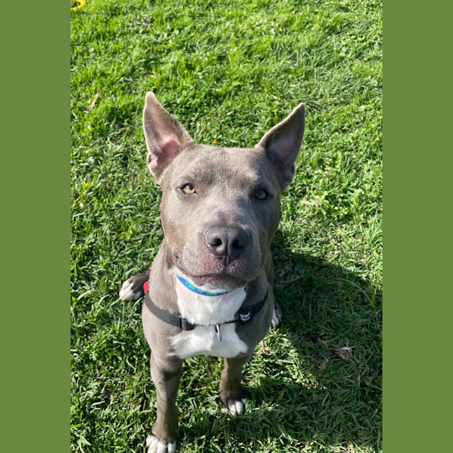 Photo of Koa