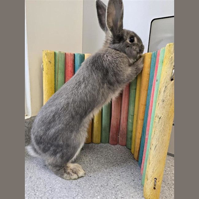 Photo of Oreo 