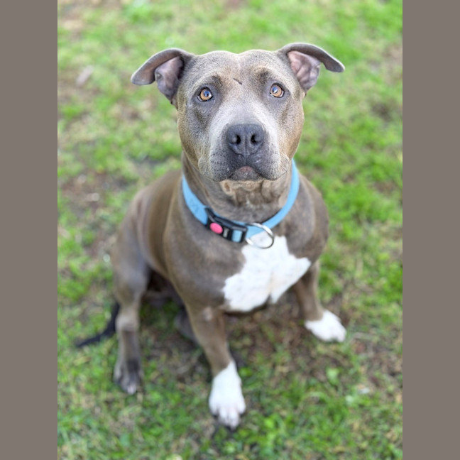Photo of Brindi