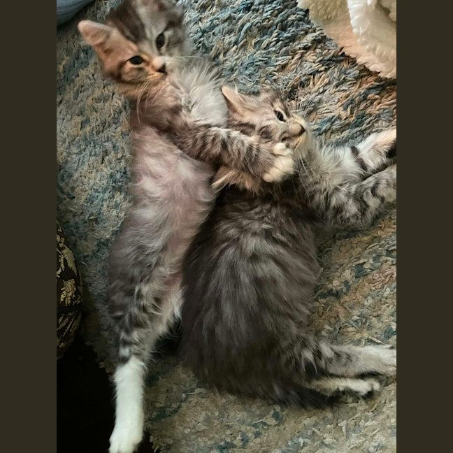 Photo of King Fluffernutter 