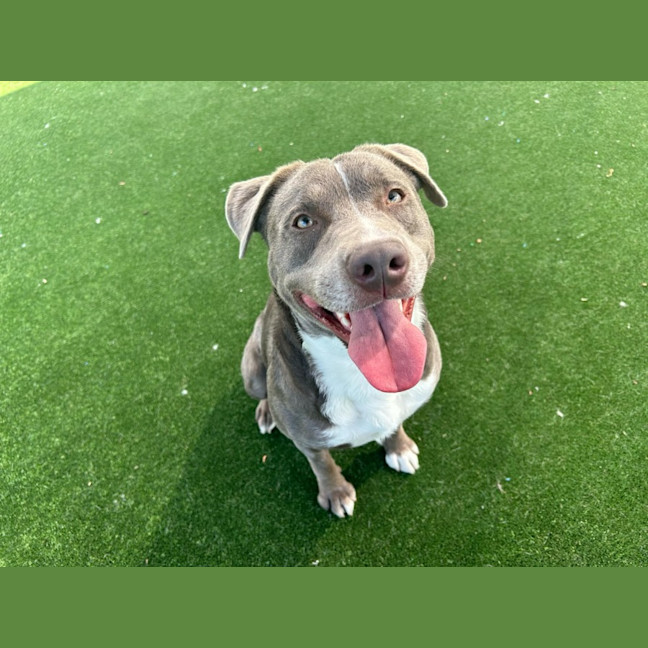 Photo of Rigby Imp 2134