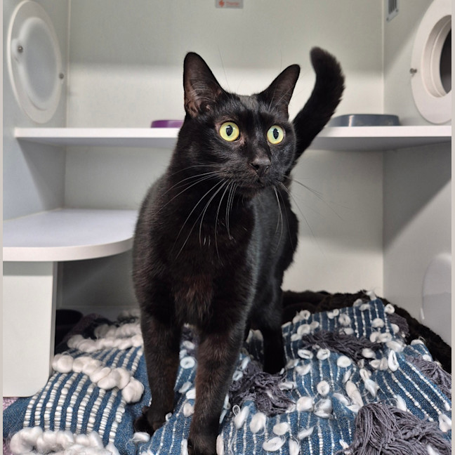 Photo of Sirius