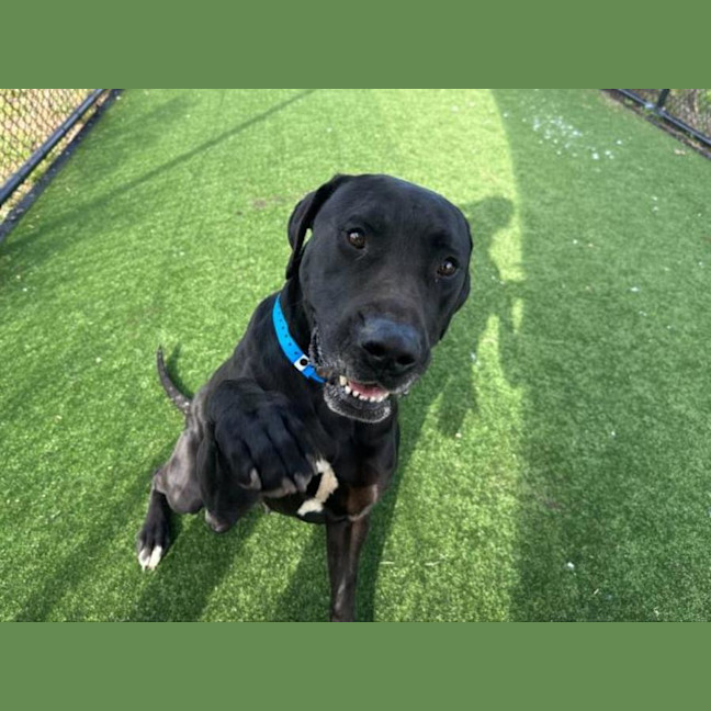 Photo of Cletus Imp 2105