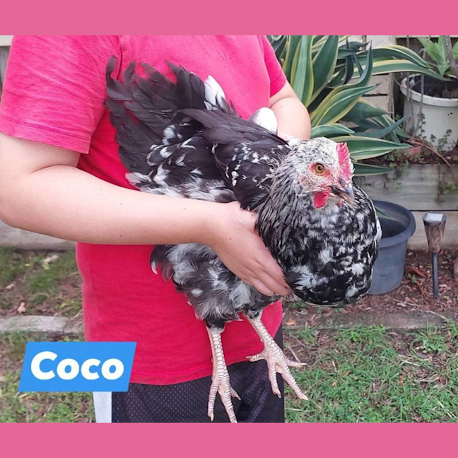 Photo of Winter   Coco And Sven