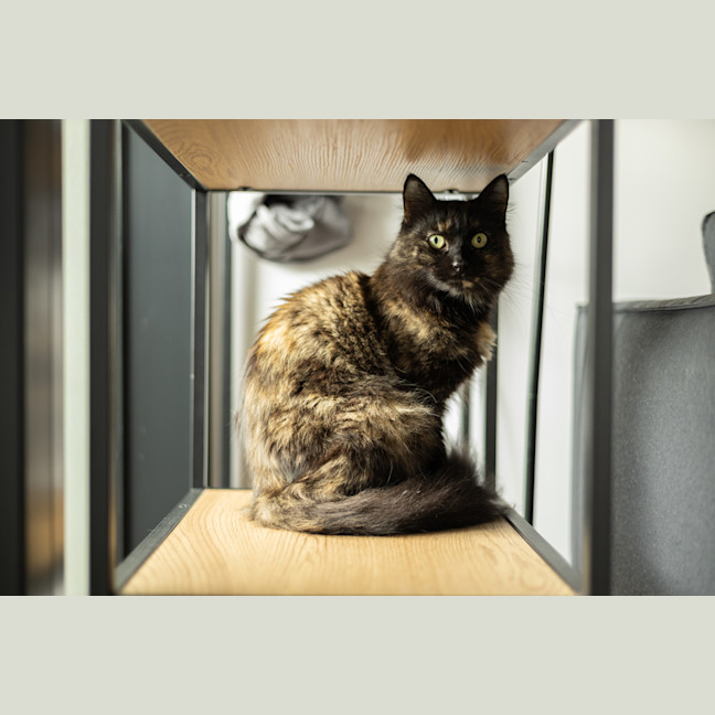 Photo of Princess