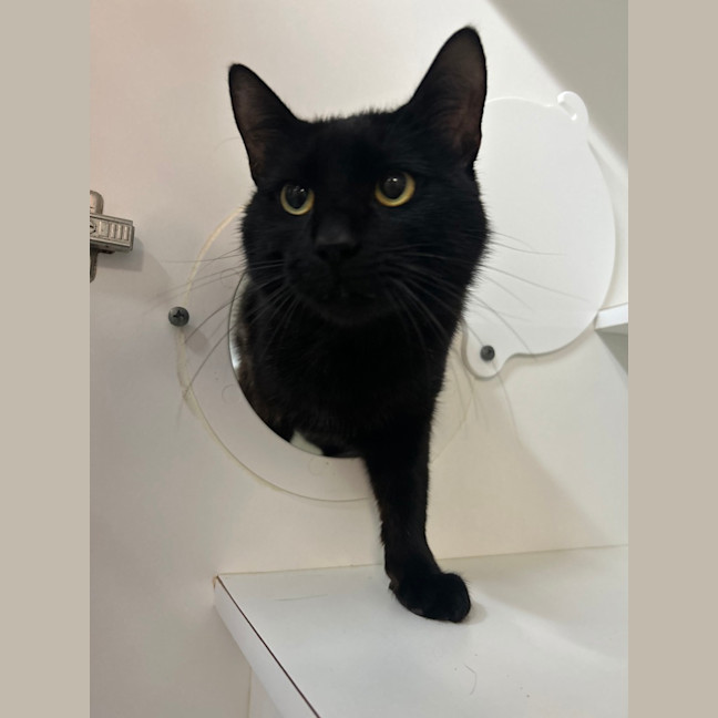 Photo of Sabre
