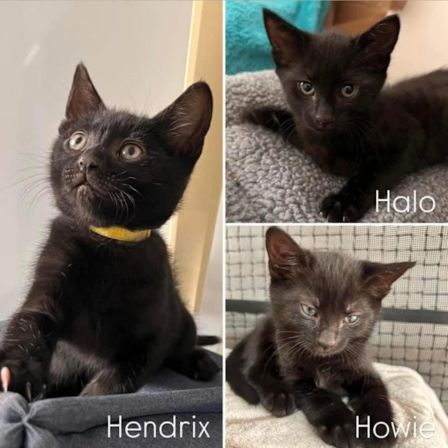 Photo of 11192   Hendrix 