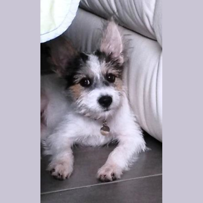 Photo of Rosy (Robyn)