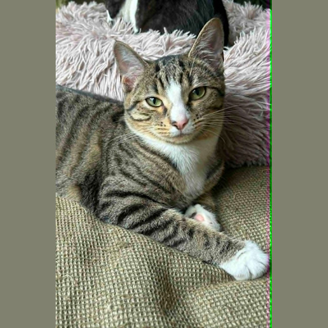 Photo of Donner *9 Lives Project Rescue*