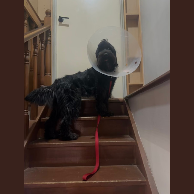 Photo of Wishbone