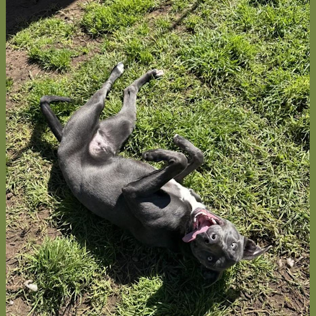 Photo of Buddy