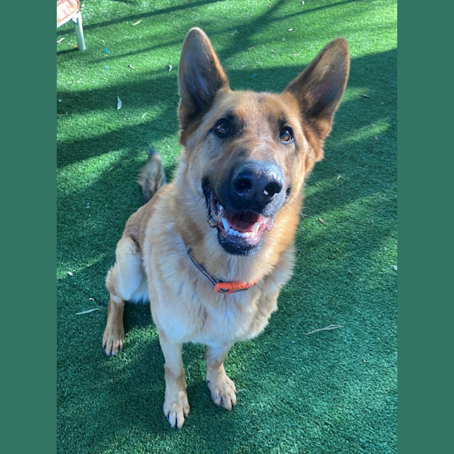 Photo of D1157 Sarge