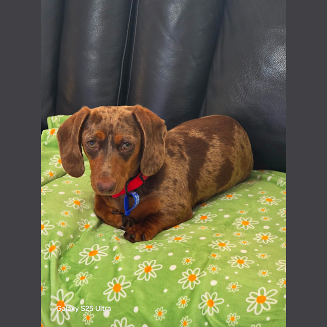 Photo of Rune   7 Month Old Dachshund