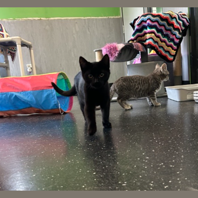 Photo of Licorice