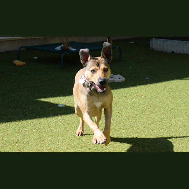 Photo of Odie