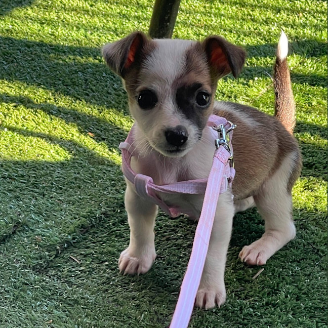 Photo of Fifi