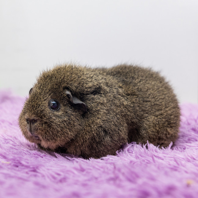 Photo of Daisy