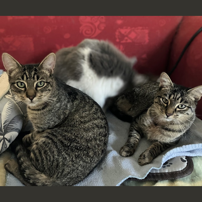 Photo of Felix And Forrest