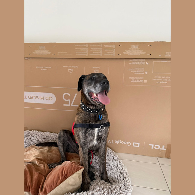 Photo of Dexter