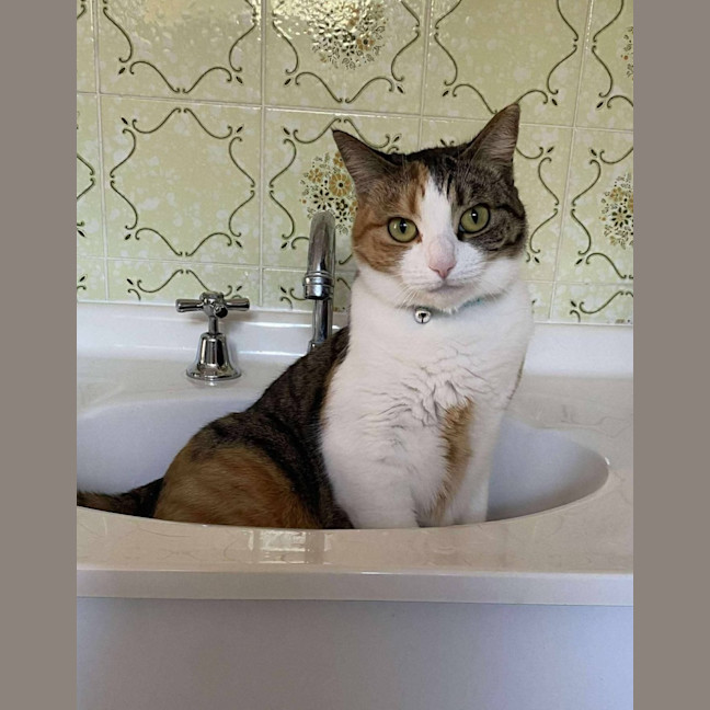 Photo of Holly & Angel