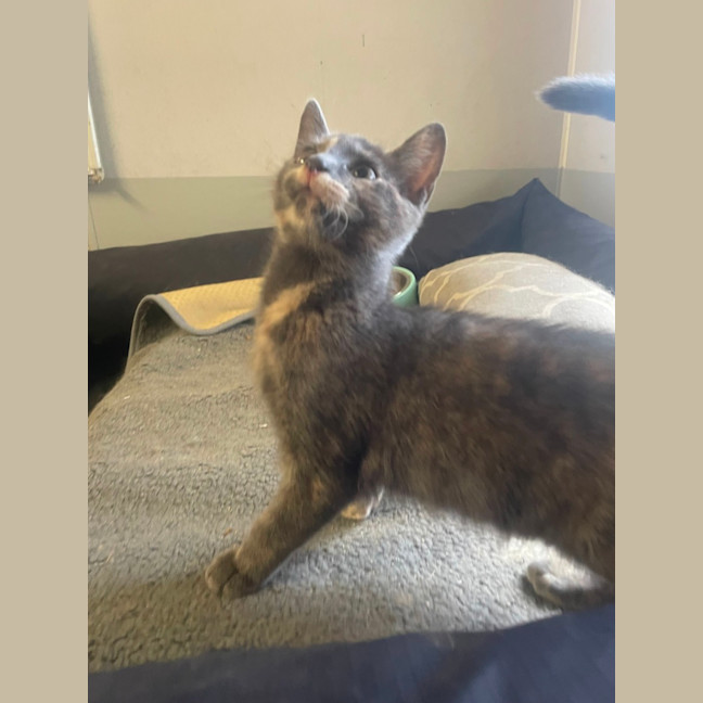 Photo of Penny