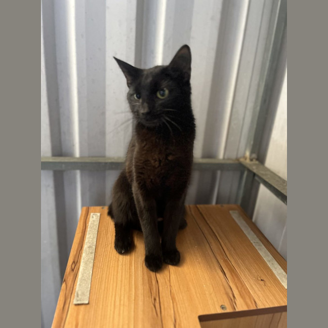 Photo of Loretta   Available Pet Quarters Rutherford