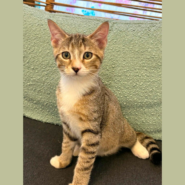 Photo of Enzo