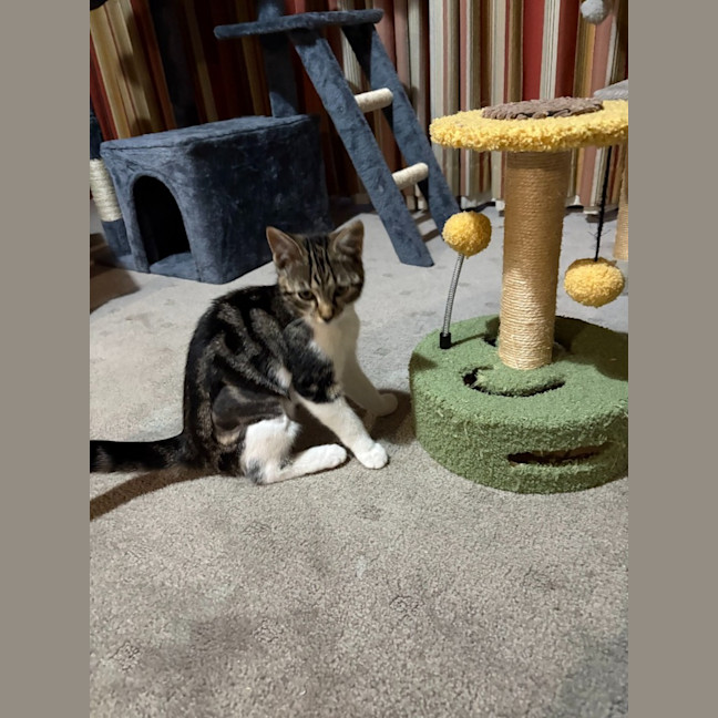 Photo of Ruby   Reduced Adoption Fee $200