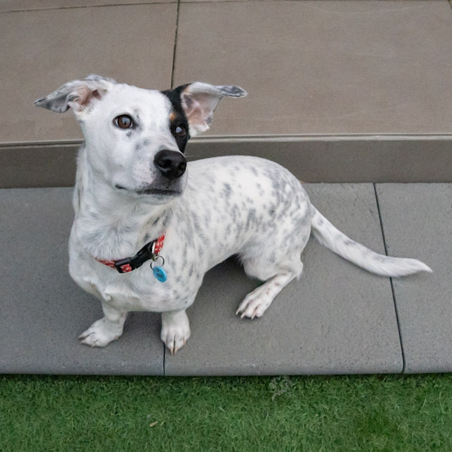 Photo of Gibson