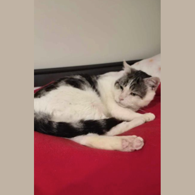 Photo of Dudley