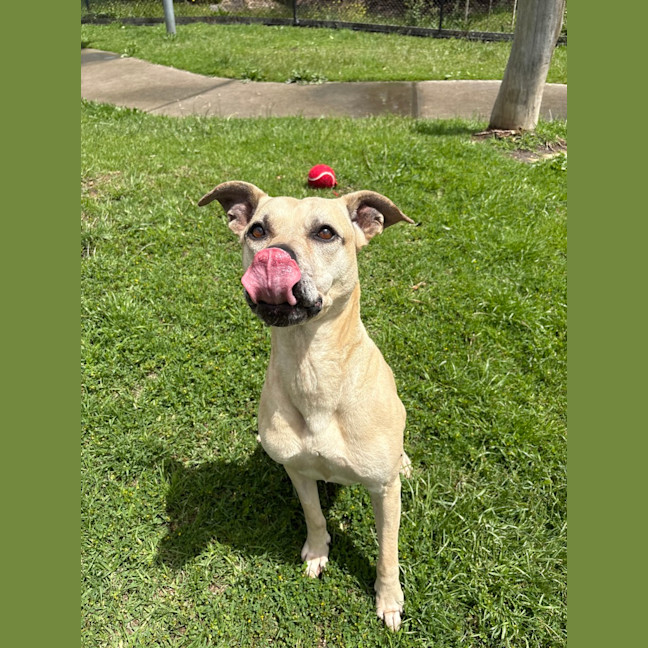 Photo of Delilah 