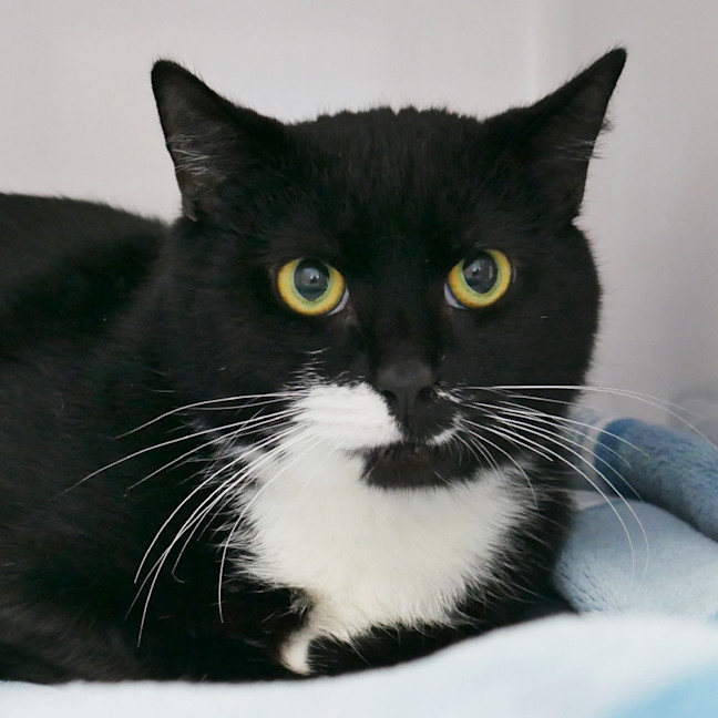 Photo of Bumble Sta012812