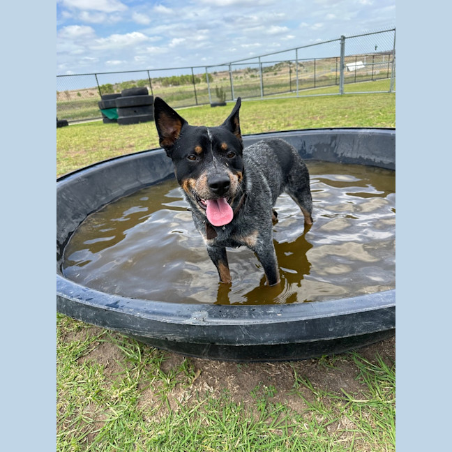 Photo of Bandit