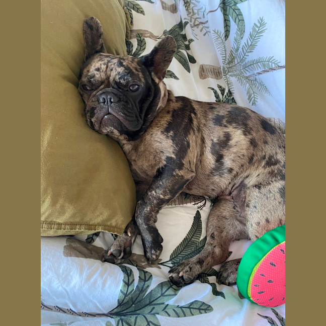 Photo of Penelope And Nala 