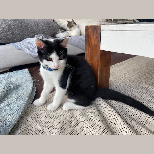 Photo of 🍪 Cookie 🍪 