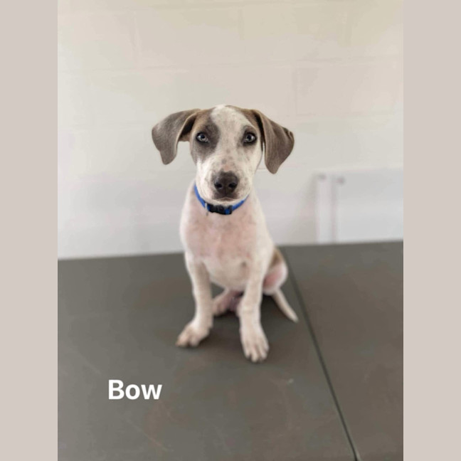 Photo of Bow