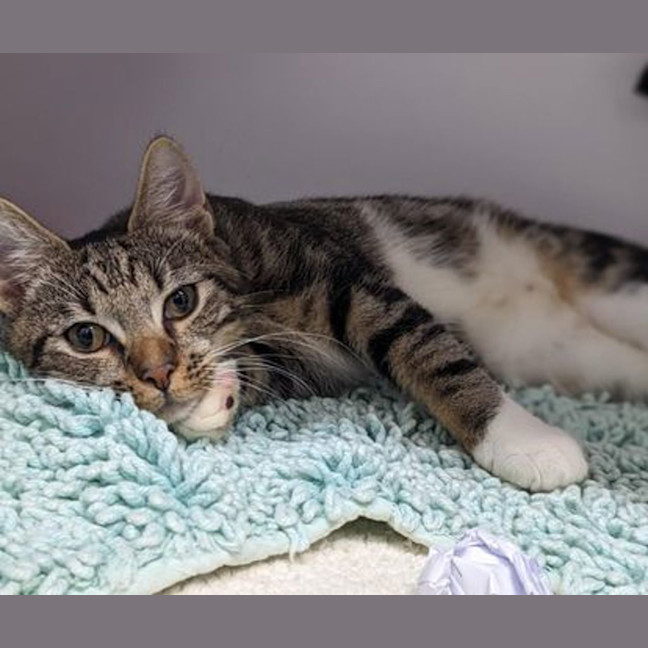 Photo of Snickers