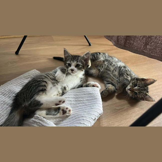 Photo of Ozzy *9 Lives Project Rescue*