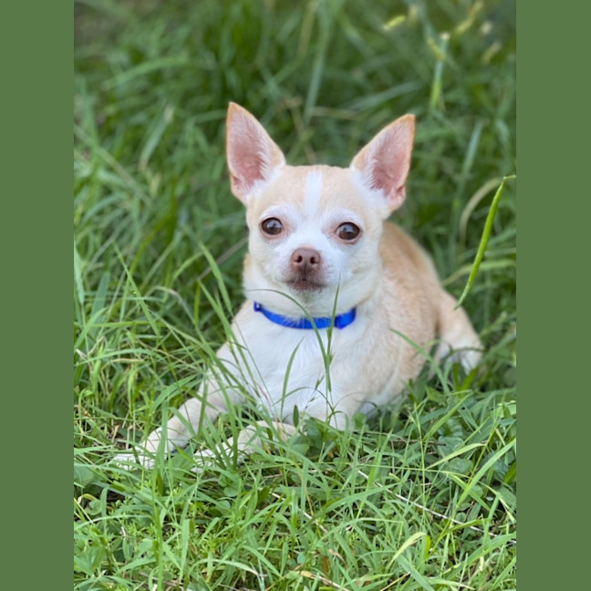 Photo of Peanut