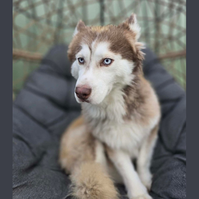 Photo of Yoshi
