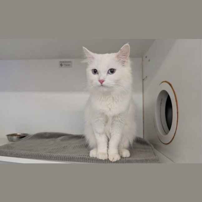 Photo of Freyja