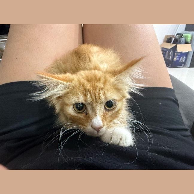 Photo of Dorito