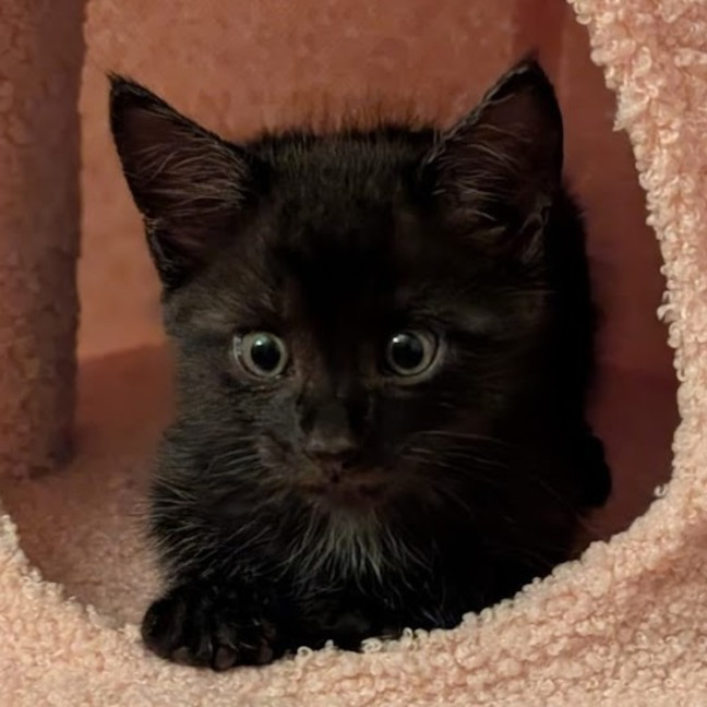 Photo of Apollo