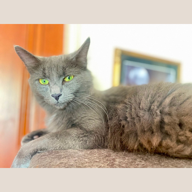 Photo of Gypsy