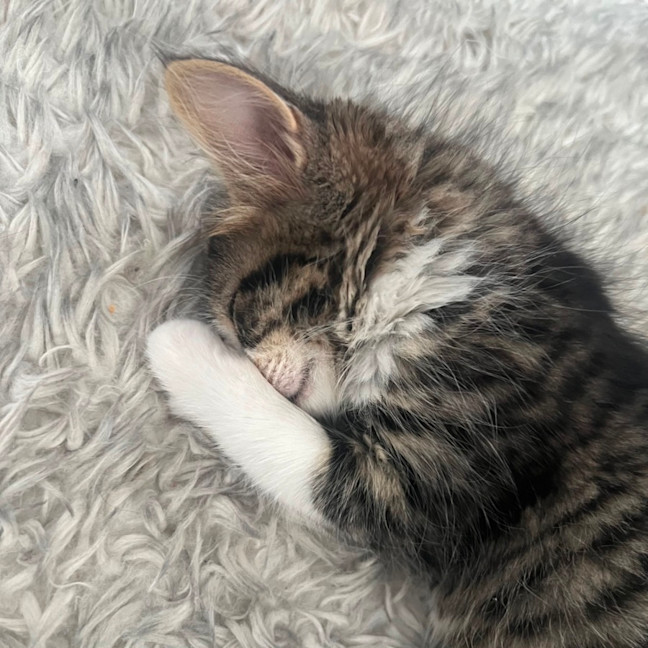 Photo of Tommy 🧸
