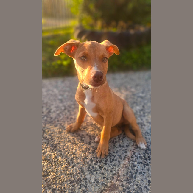 Photo of Tetra