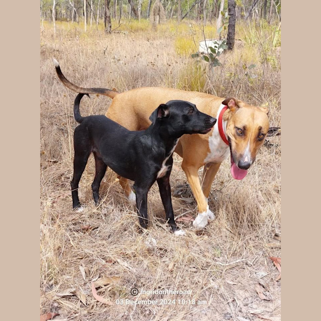 Photo of Banjo/Blackie