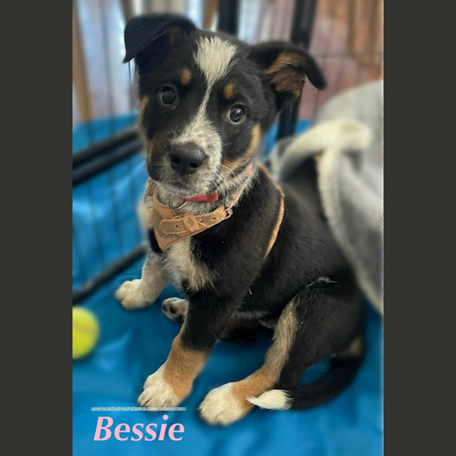 Photo of Bessie